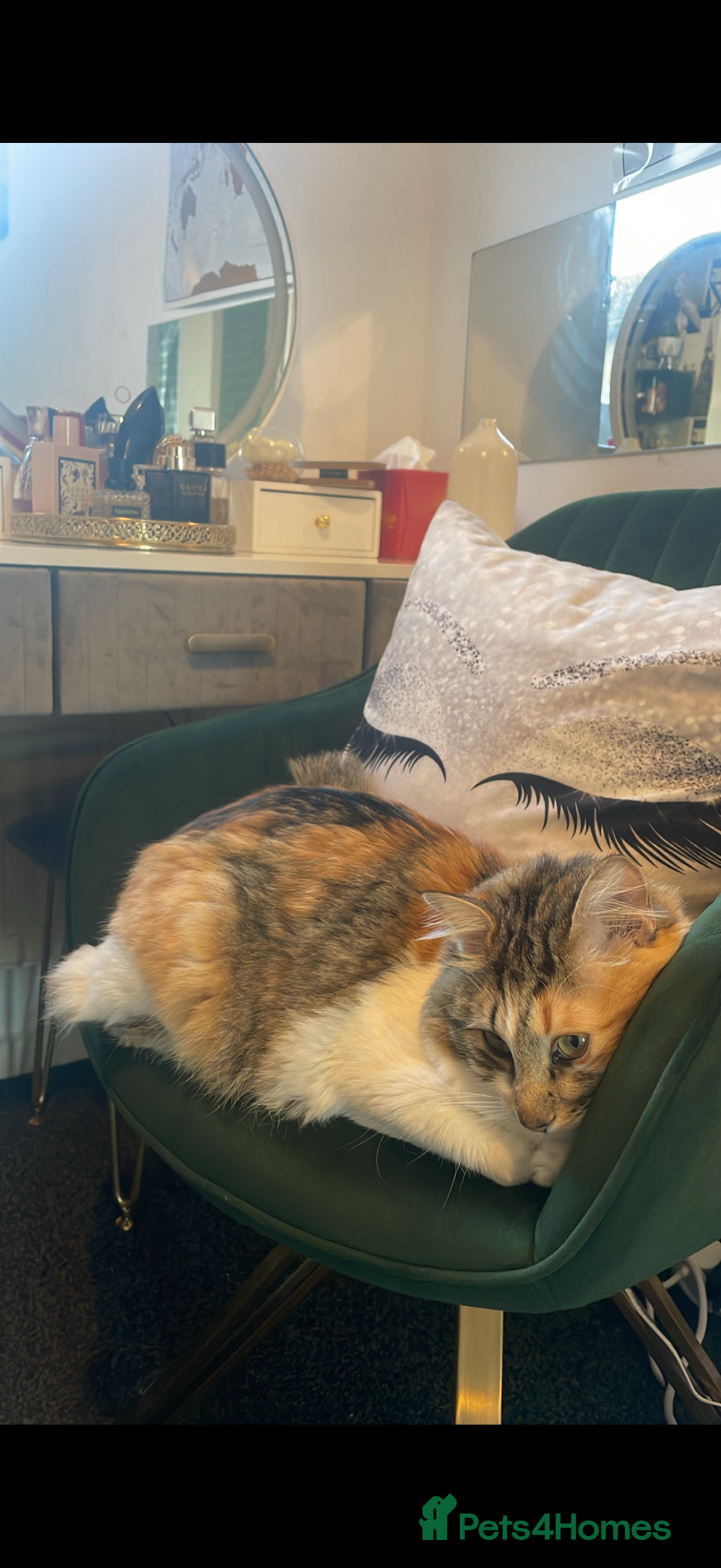 Mixed Breed cats for sale: Boy cat up for adoption - Advert 16