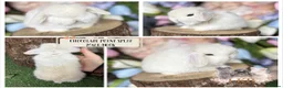 Mini Lop rabbits for sale: 🌟 PUREBRED MINI LOP BABIES 🌟 - Advert 3