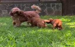 Toy Poodle dogs for sale: 🌸 Toy Poodle Puppies– Tiny Hearts Full of Love 🌸 - Image 14
