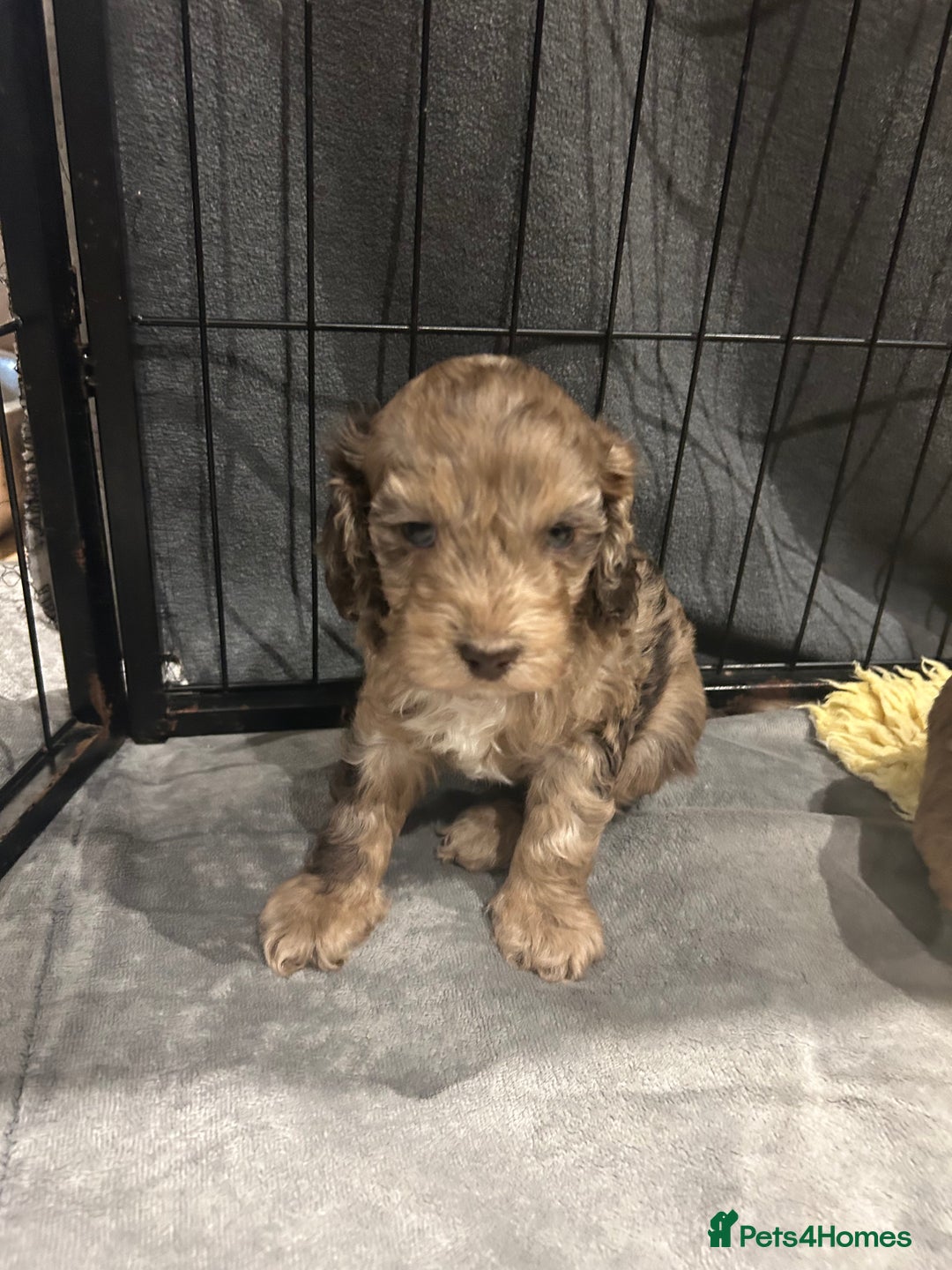 Cockapoo dogs for sale: Cockapoo puppies  - Advert 15