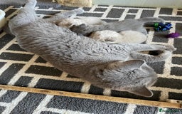 British Shorthair cats for sale: British Lilac Shorthair Kitten Male - Image 3