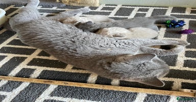 British Shorthair cats - Advert 11