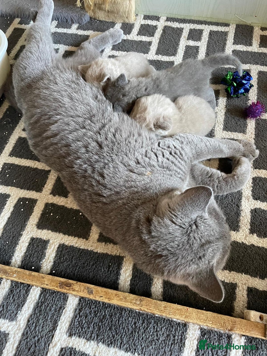 British Shorthair cats for sale: British Lilac Shorthair Kitten Male - Image 3