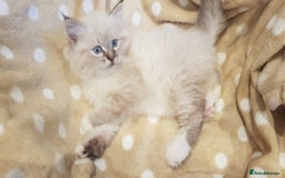 Siberian cats for sale: Hypoallergenic Siberian Neva Masquerade kitten - Image 11