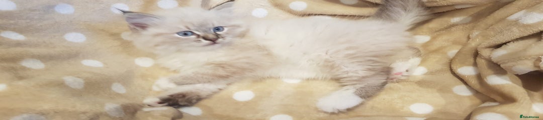 Siberian Kitten 1