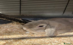 French Lop rabbits for sale: 2 beautiful rabbits for free-ASAP - Image 9