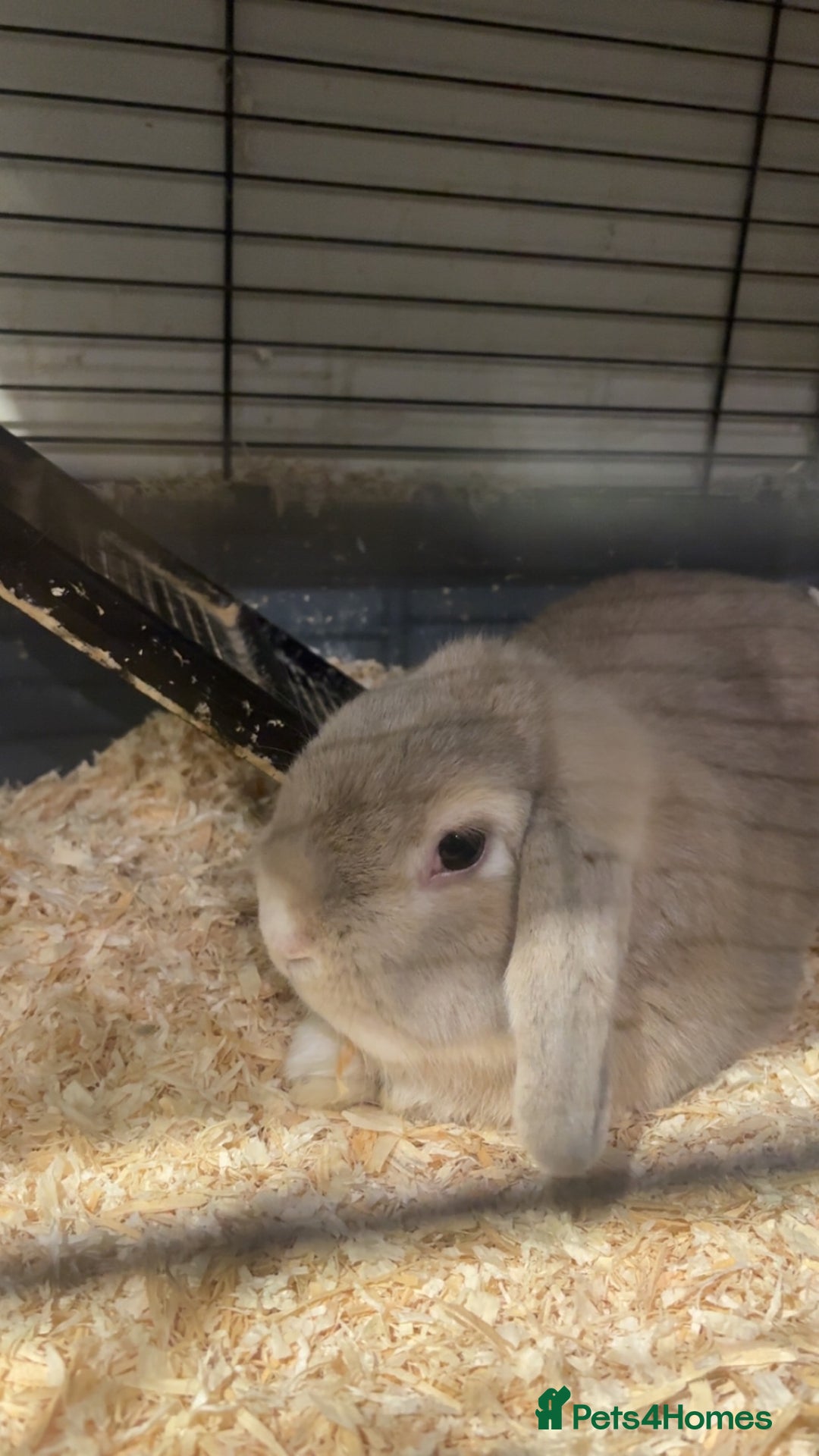 French Lop rabbits for sale: 2 beautiful rabbits for free-ASAP - Image 9