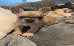 French Bulldog dogs for sale: 2 STUNNING BOY FRENCHIES LEFT…. REDUCED READY NOW in Stoke-on-Trent - Image 27