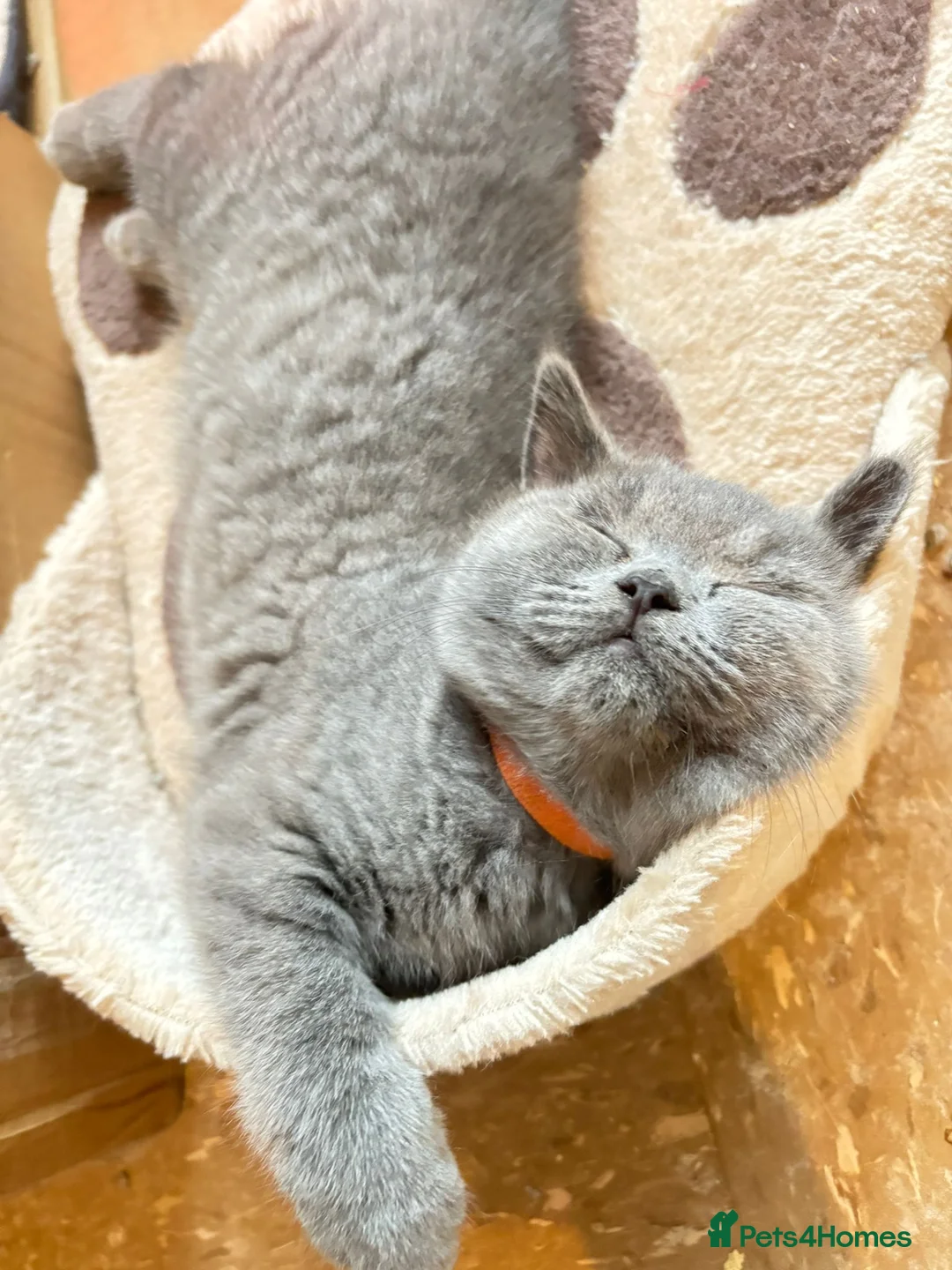 British Shorthair cats for stud: Lilac GCCF active stud Manchester  in Manchester - Advert 25