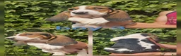 Basset Hound dogs for sale: KC REG Bassett Babies - Advert 3