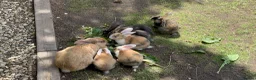 Mixed Breed rabbits for sale: Rabbits for sale - Advert 5