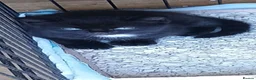 Mixed Breed cats for sale: Adorable Black Tabby Kitten ready to leave soon  in Tonbridge - Advert 9