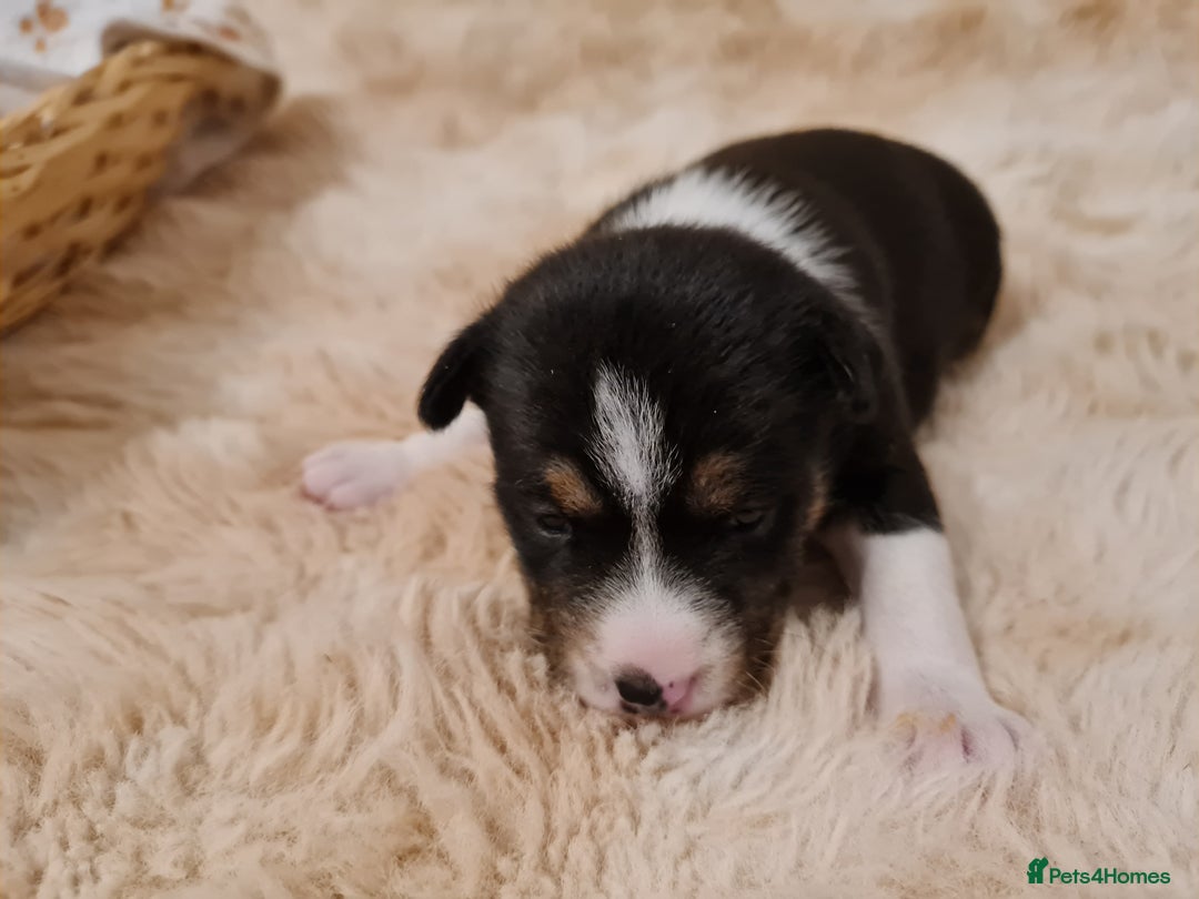 Basenji dogs for sale: ✨ Purebred Basenji Puppies all reserved now!✨ - Advert 13
