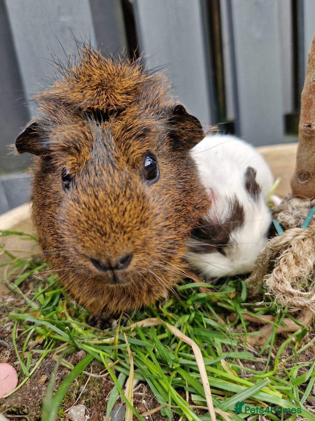 Guinea Pig rodents for sale: Beautiful ridgeback cross agouti breed  - Image 10