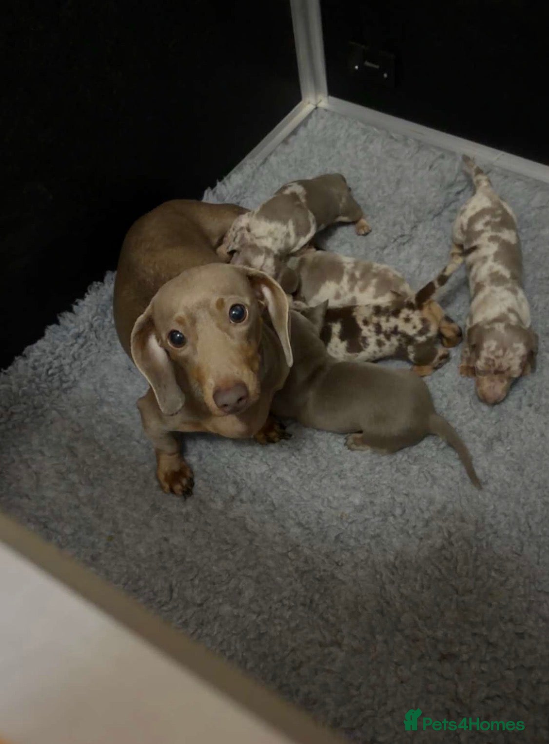 Miniature Dachshund dogs 4 gorgeous boys looking for their forever homes  - Advert 1