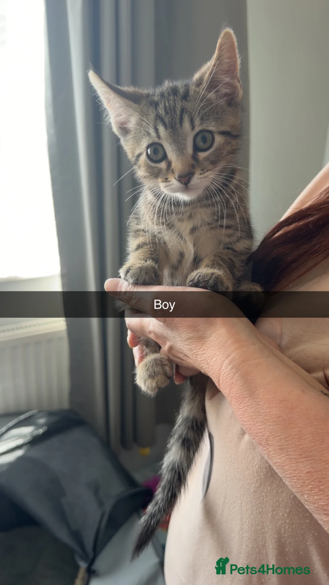 Mixed Breed cats for sale: 4 beautiful kittens. Ready now  - Advert 1