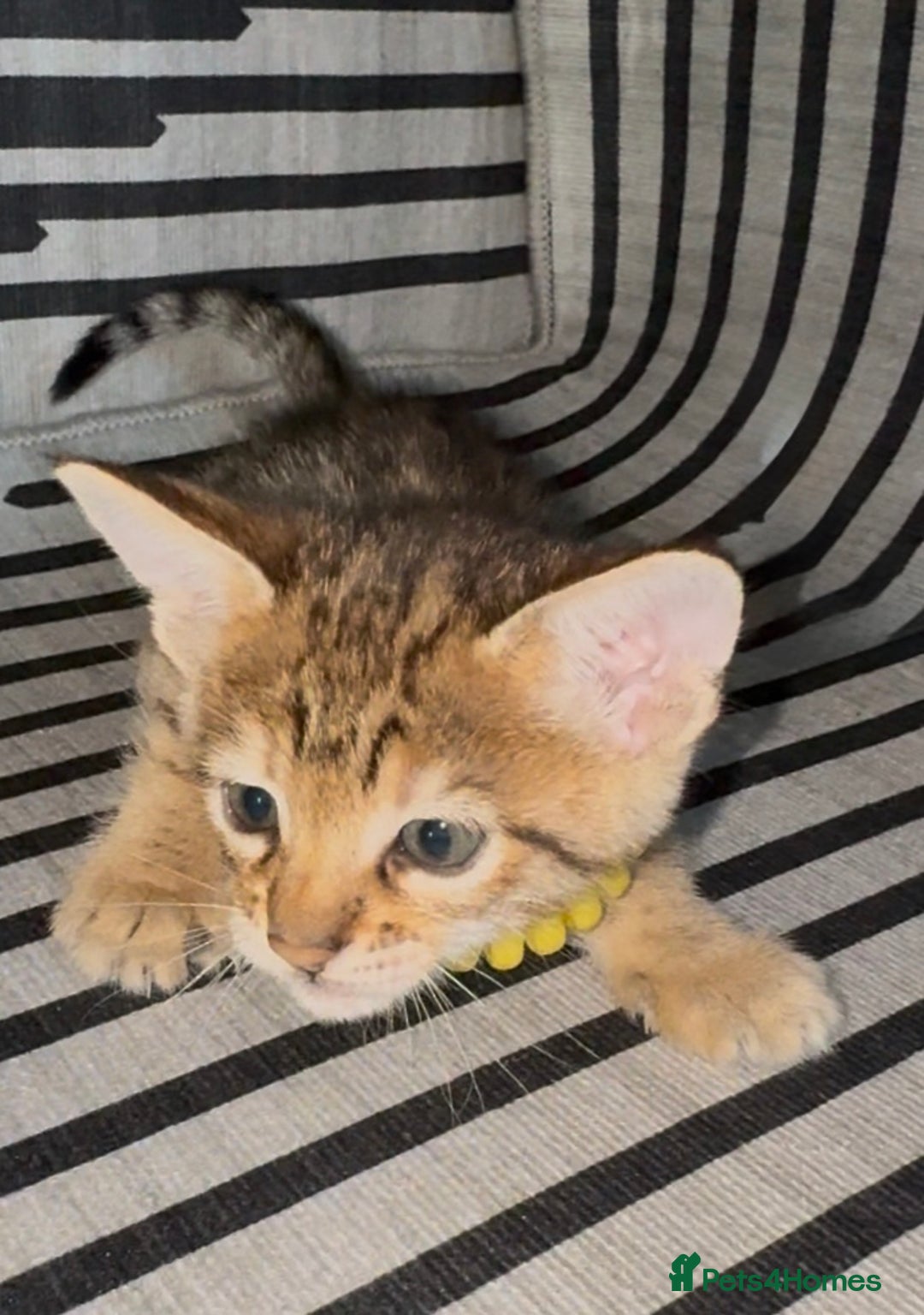 Savannah cats for sale: Excellent Quality Tica Registered Purebred kittens - Advert 3