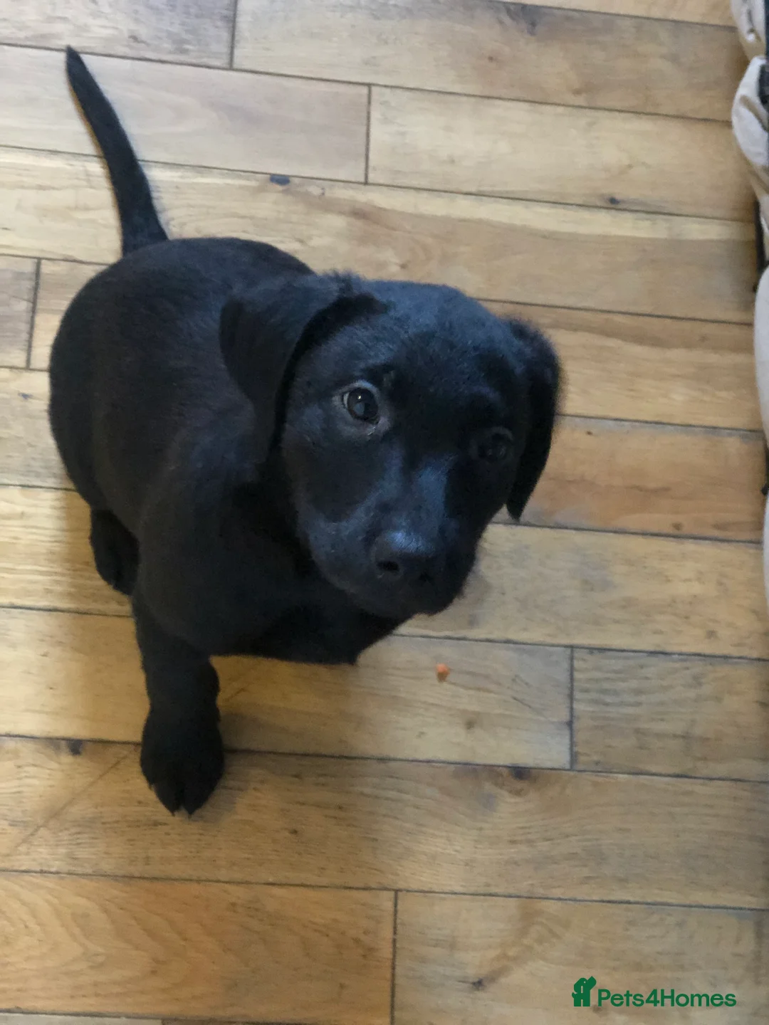 Labrador Retriever dogs for sale: Gorgeous standout Bowes-Lyon Lab KC registered  - Advert 8