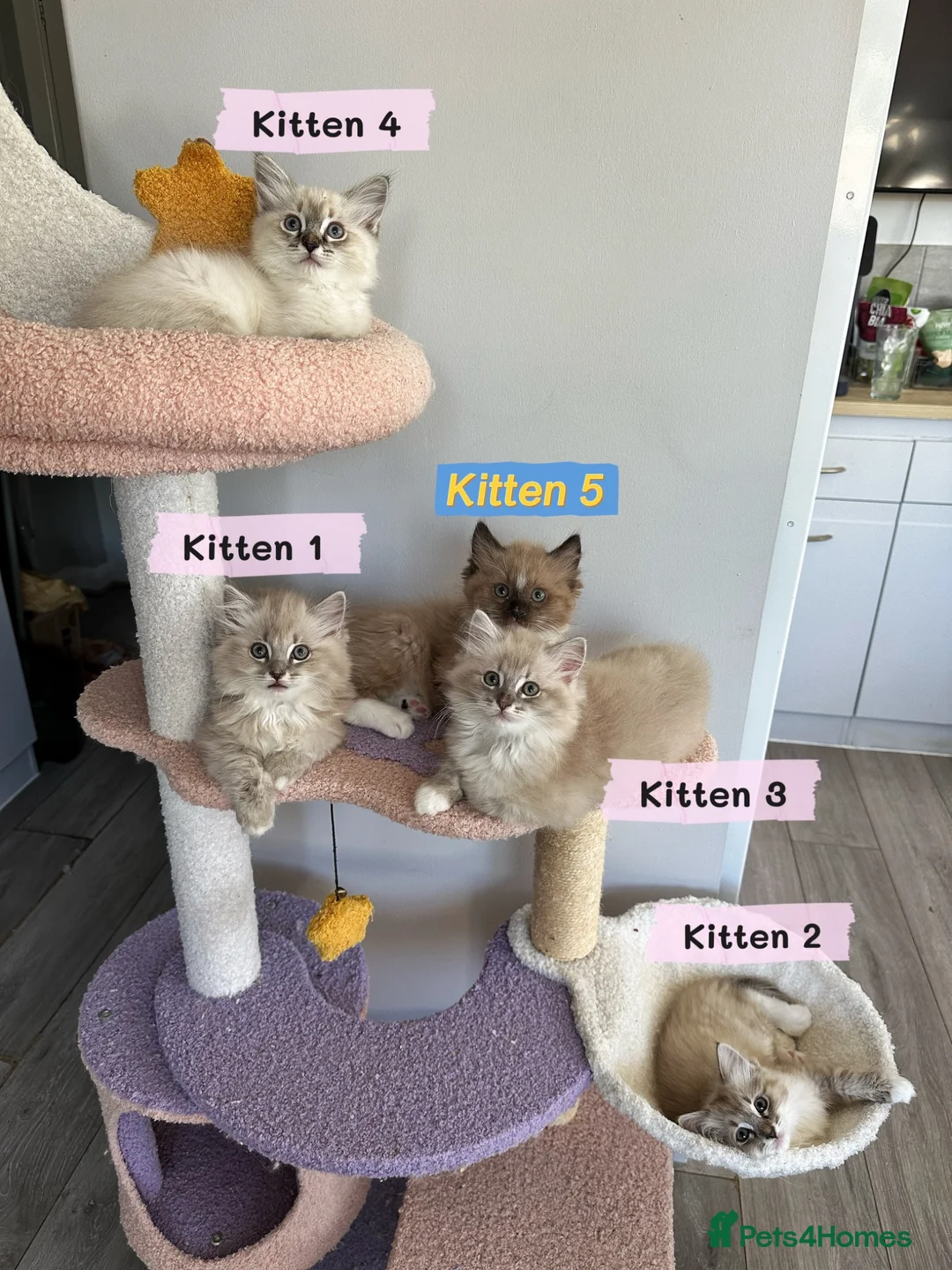 Ragdoll cats for sale: Amazing Ragdoll kittens in Leighton Buzzard - Advert 1