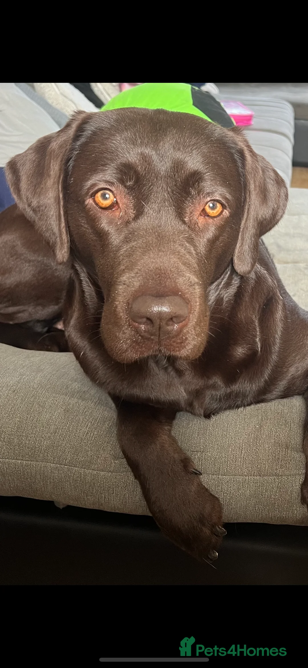 Labrador Retriever dogs for sale: Stunning chocolate Labrador puppies  - Advert 1