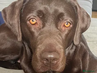 Labrador Retriever dogs Stunning chocolate Labrador puppies - Advert 1