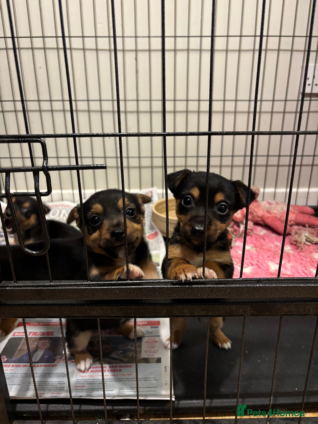 Mixed Breed dogs for sale: Stunning Jack Russell pups ready for loving homes  - Advert 3