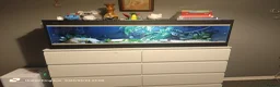 Snake reptiles for sale: Spotted Python - Advert 4