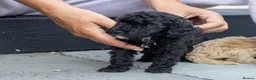 Mini Goldendoodle dogs for sale: Mini Goldendoodle boy - Advert 9