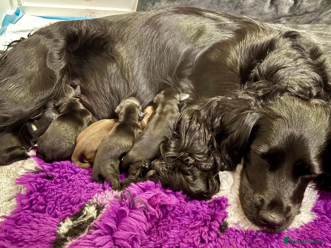 Cocker Spaniel dogs for sale: Working Cocker Spaniel Bitch available now - Image 6