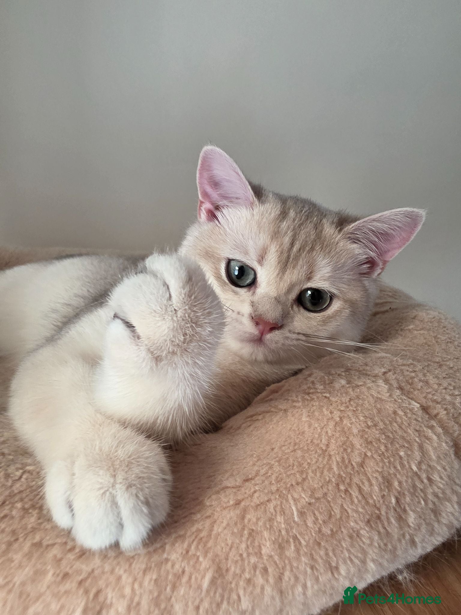 British Shorthair cats Looking for forever home❤️ - Advert 2