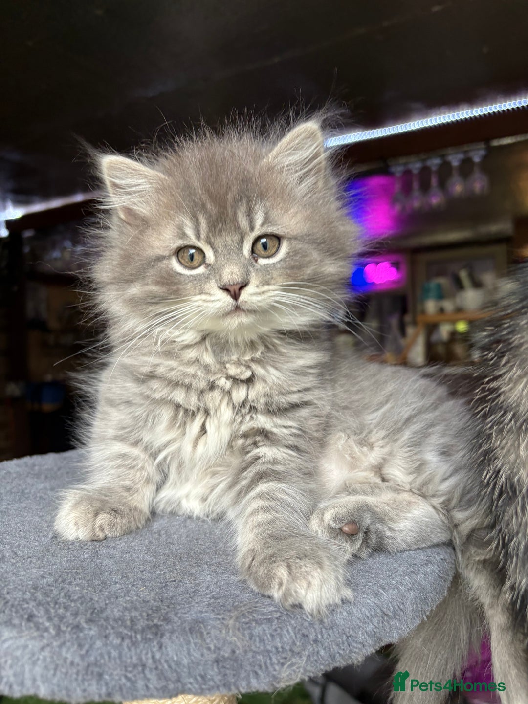 Mixed Breed cats for sale: Kitten for sale, mixed race, Scottish fold mother  - Image 6