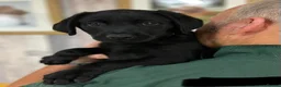 Labrador Retriever dogs for sale: Health Tested Parents Excellent FTCh Pedigree  - Advert 9