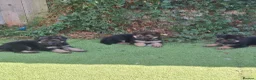 German Shepherd dogs for sale: German shepherd pups - Advert 2
