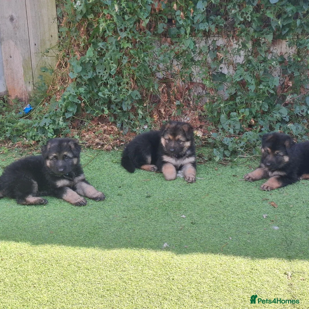 German Shepherd dogs for sale: German shepherd pups - Advert 2