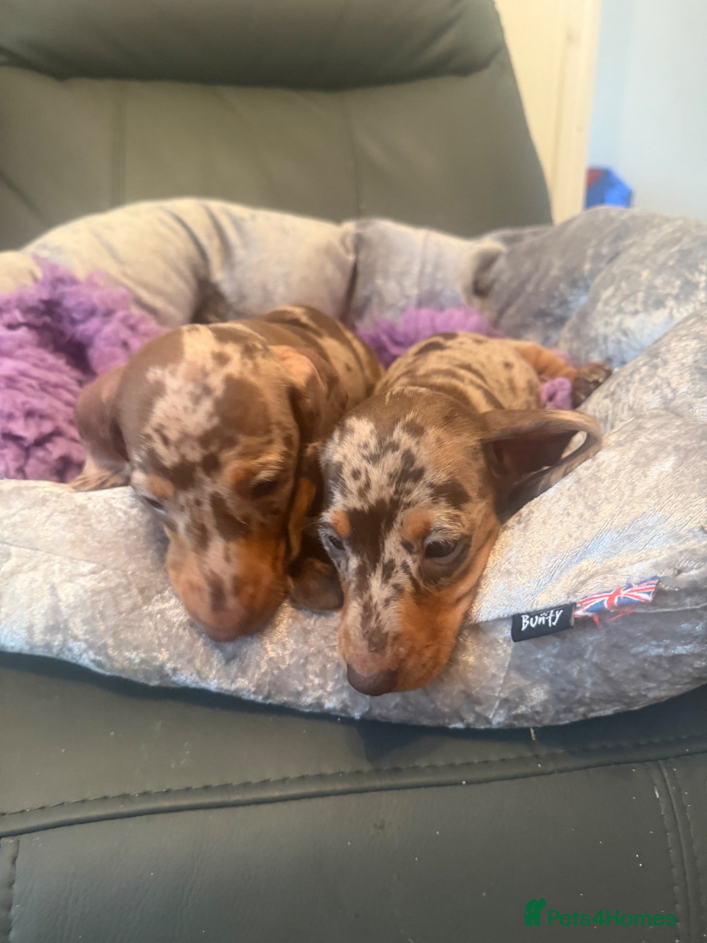 Miniature Dachshund dogs MINIATURE DACHSHUND PUPS - Advert 1