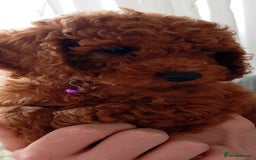 Cockapoo dogs for sale: Beautiful family of cockerpoos - Image 8