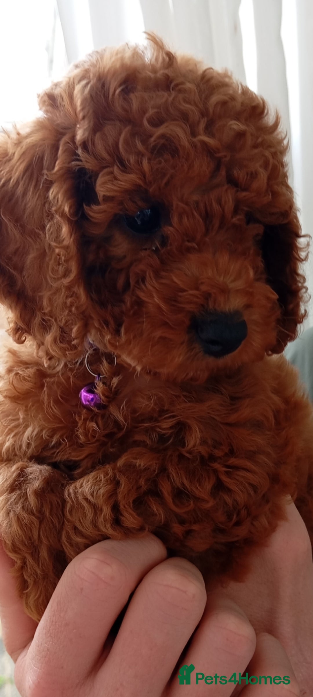 Cockapoo dogs for sale: Beautiful family of cockerpoos - Image 8