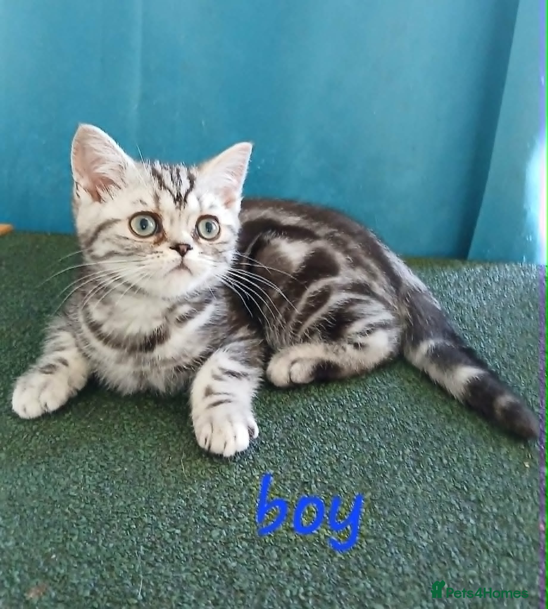 British Shorthair cats Bsh. Silver Classic Tabby. BOY. - Advert 6