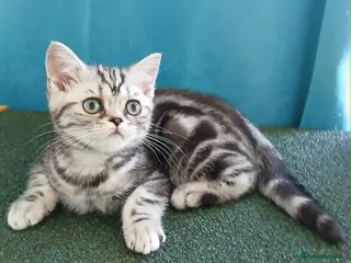 British Shorthair cats Bsh. Silver Classic Tabby. BOY. - Advert 6