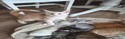 Maine Coon cats for sale: Maine coon kitten for sale - Advert 3