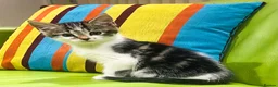 Mixed Breed cats for sale: Kittens for sale ,mixed breed, wonderful behaviour - Advert 28