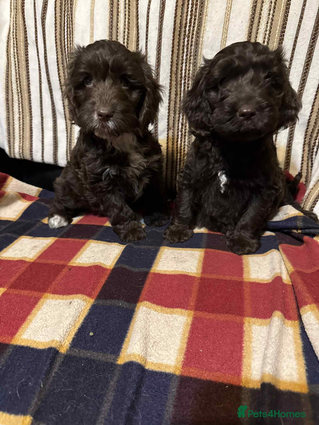 Cockapoo dogs for sale: F1 beautiful  cockapoo puppy’s  - Image 6
