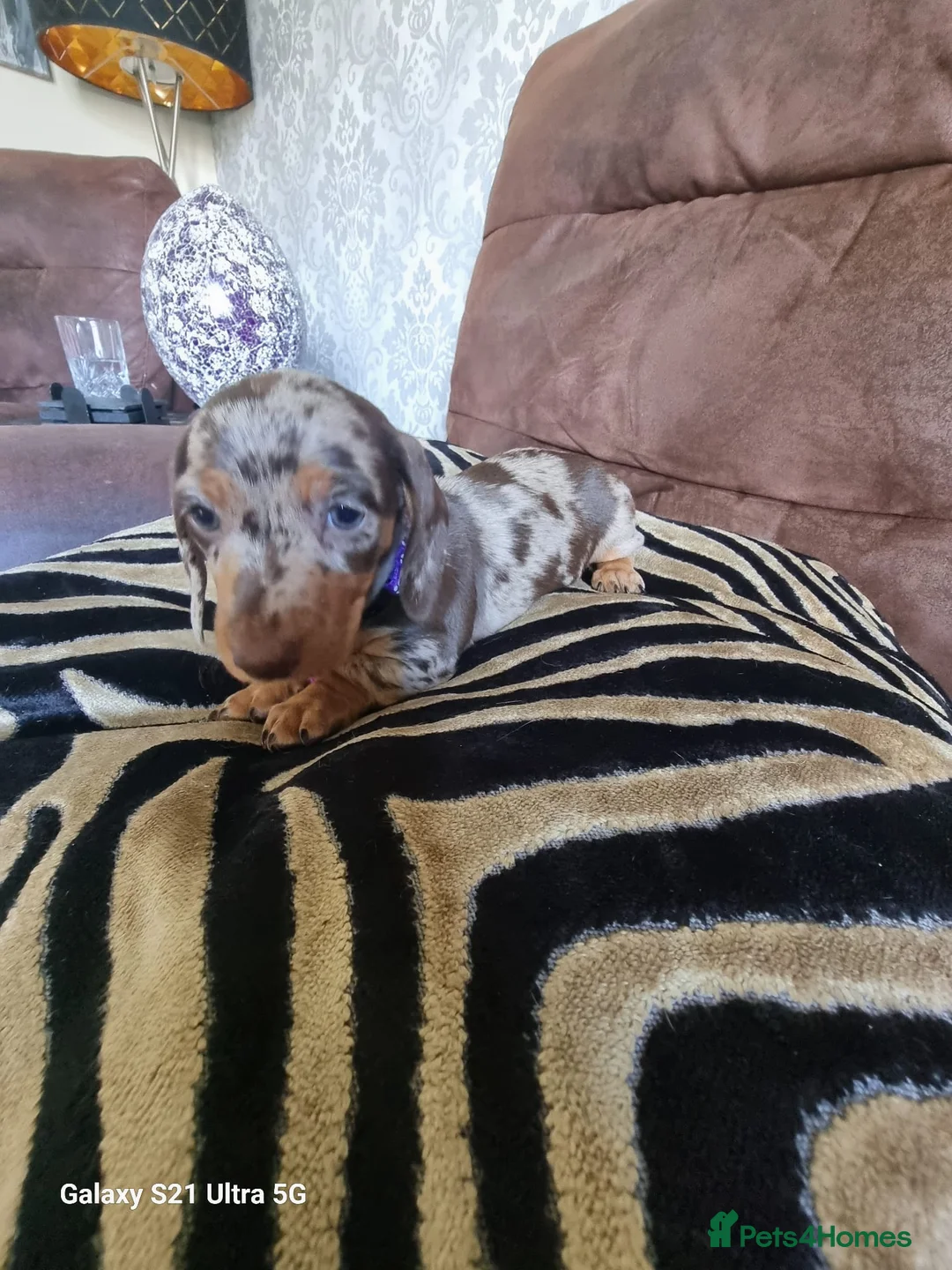 Miniature Dachshund dogs for sale: Miniature dachshund  - Advert 28