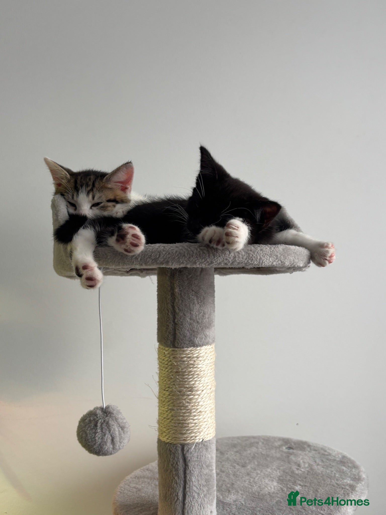 Domestic Shorthair cats Ready to go kittens.  - Advert 24
