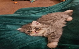 Persian cats for sale: Stuning Persian Girl - Image 11