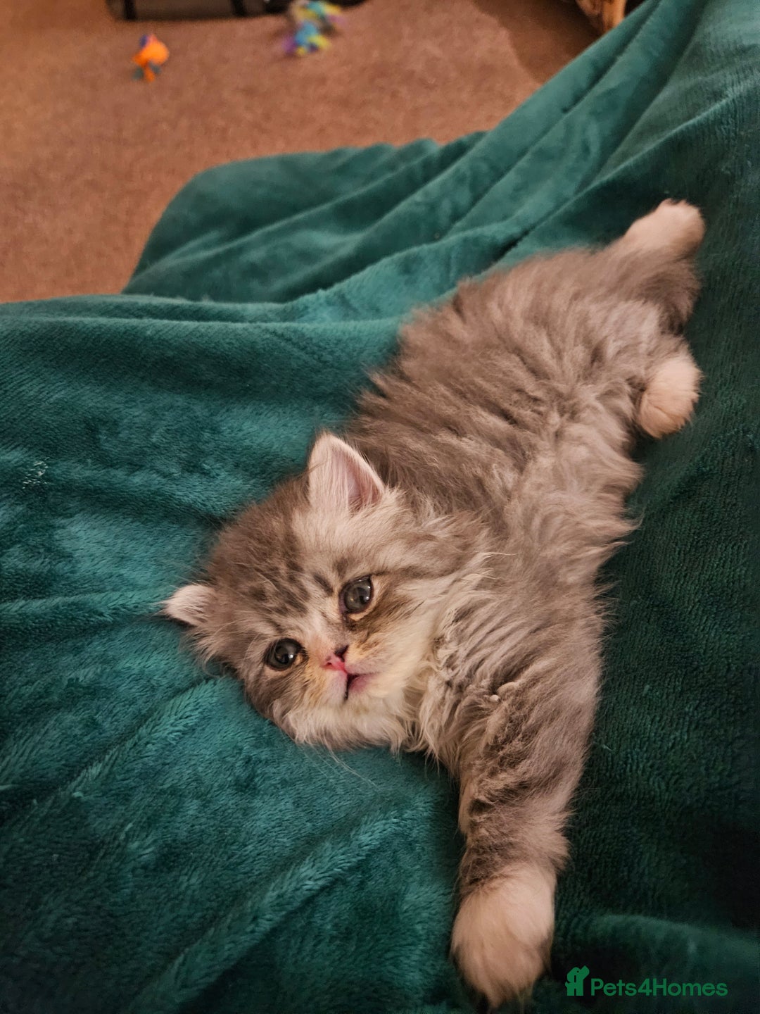 Persian cats for sale: Stuning Persian Girl - Image 11