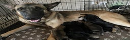 Belgian Shepherd Dog dogs for sale: Belgian Malinois puppies - Advert 25
