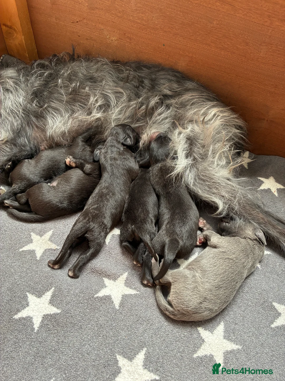 Bedlington Terrier dogs for stud: Bedlington Terrier Stud - Liver - AGE 6 - CT CLEAR in Darlington - Advert 19