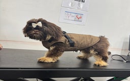 Shih Tzu dogs for sale: 💙 chocolate and tan imperial Shihtzu for sale  - Image 2