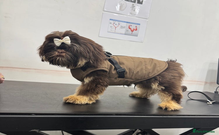 Shih Tzu dogs - Advert 5